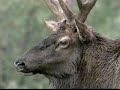 ANTLERS OR CROWNS OF THE ANIMAL KINGDOM? ANTLERS OR CROWNS OF THE ANIMAL KINGDOM?