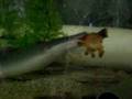aba-aba-knife-fish-e