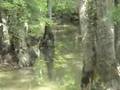 Scenes and Sounds
