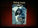 Bonobos - slideshow