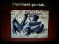 Bonobos - slideshow