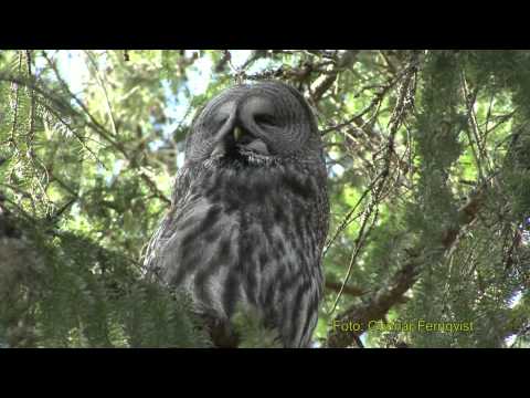 Fjälluggla - Lappugglans Läten : Hane, Hona och Ungar. Dominansläten, Defensivläten, Mattiggning, Varningsläte. Västmanland Mars - Juni 2010, Grear Grey Owls calls, in Sw...