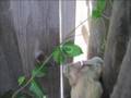 Moon Tails-Peeping Whippet