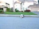 skateboareding into a garbage can