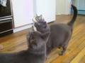 videos de Feeding Frenzy