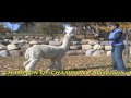 Maserati's Alfonzo - Alpine Alpacas of America