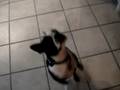 videos de fievel the puggat, up to no good