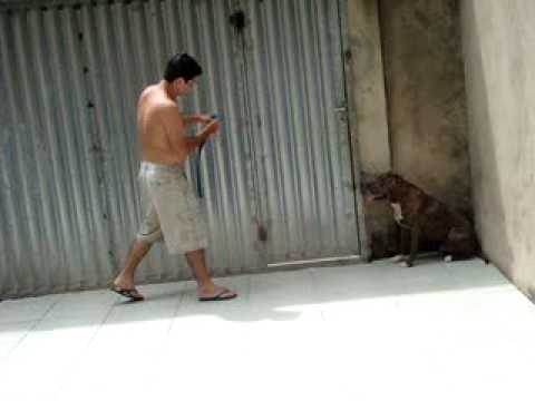 ataque de pitbull
