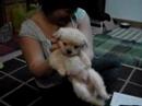 China WTF #8: Hypnotized Puppy China WTF #8: Hypnotized Puppy