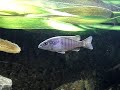 My Malawi Cichlid Tank