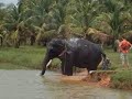 Spend a day with elephant in Kerala.