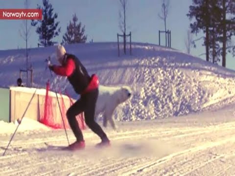 The Most Funniest Ski Fails Compilation