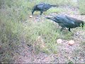 Kruki na poligonie (The Crow)