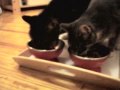 cute kittens * noa & ash * great cute kittens * noa & ash * great