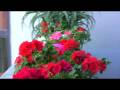 Terrazzo d'Autunno - test hv20 HQ