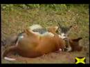 Wrestling Katz und Hund