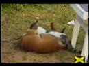Wrestling Katz und Hund
