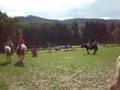 videos de Camp équestre