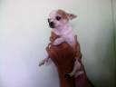 Chi Angel Chihuahua Puppies