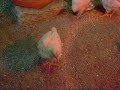 Four week old white rock chickens Four week old white rock chickens
