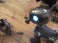 Mio and Robopet