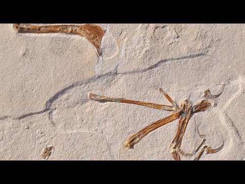 150 Millionen Jahre alter Vogel in Bayern entdeckt word ...