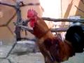 videos de Korean Native Fowl
