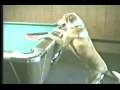 jackandpooltable.avi
