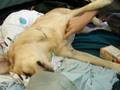 videos de CASEY BOO-BOOS