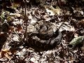 Robinson Forest Rattlesnake 2