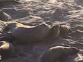 Elephant Seals mating 