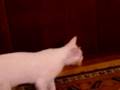 Pembe Episode 6: 2 Months old Beyazit on Playground