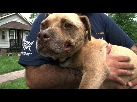 pitt bull