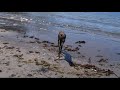 Hunter, Sam &Zoe at Cadboro Bay Beach