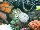 my coral fish aquarium