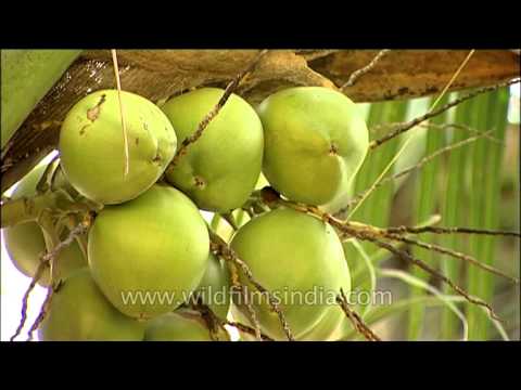how to transplant coconut tree