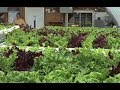 Hydroponic Lettuce Farm - Georgia Farm Monitor