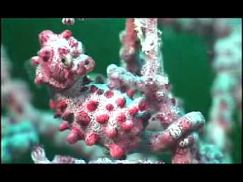Census of Marine Life