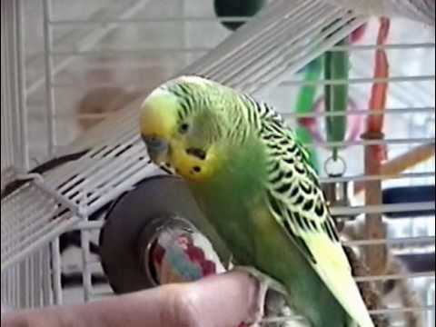 Parakeets Surf the Ceiling Fan