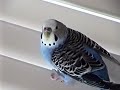 Parakeets Surf the Ceiling Fan