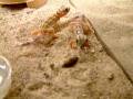 videos de Teratoscincus Scincus
