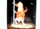 mad cow! mad cow!