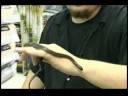 king snakes tend to be quite docile when kept as pets, but they can eat other snakes of the same size, so it is important to house king snakes separately. discover more king snake information from a reptile specialist in this free video on exotic pets.