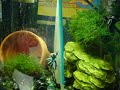Flirting bettas!