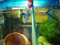 Flirting bettas!