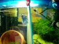 Flirting bettas!