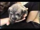Diva's Puppies-5