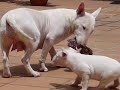 puppies bull terrier puppies bull terrier