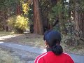 yosemite deer
