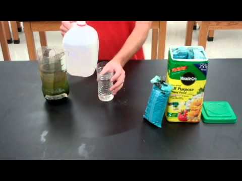 how to isolate algae